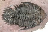 Detailed Metacanthina Trilobite - Lghaft, Morocco #381458-3